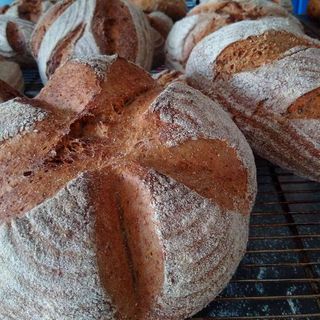 Rogge zuurdesem aug2015